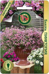 ������ ���������