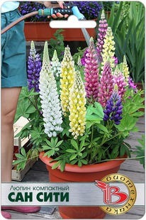 ����� ��� ����