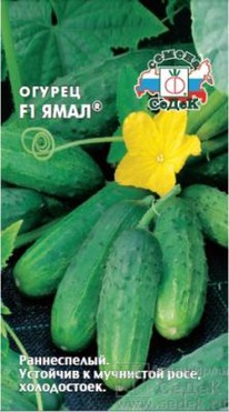 ������ ���� F1