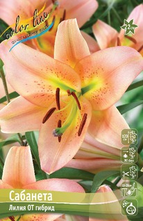 ����� ��������, 12/14, ��