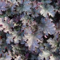 ������� ������ ���, I