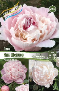 ���� ��� ������ 2/3n