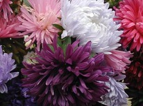 ����� �������� ����� ������� �/�