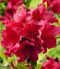 ������ ����������� ��������