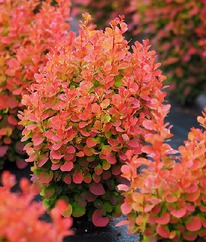 �������� �������� �������