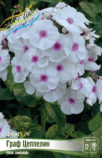 ����� ���� ��������