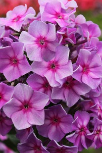 ����� ������ ��� ������