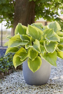 ����� ����� �������