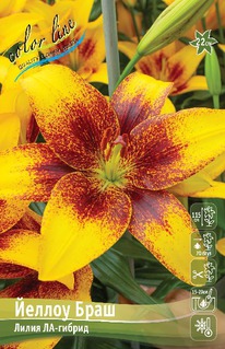 ����� ������ ����