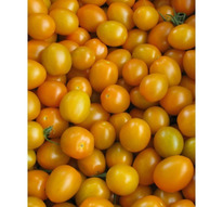 ������ ������ ����� F1 : 5�� Gavrish