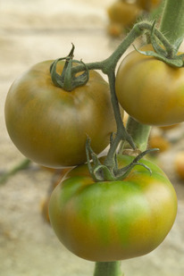 ������ ������ ���������� F1 : 3 ��. RIJK ZWAAN