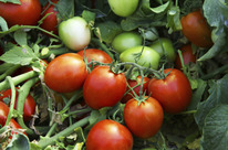 ������ ������ ����� F1: 10 ��. Syngenta