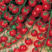 ������ ������ ����� ������ F1 : 5�� Gavrish