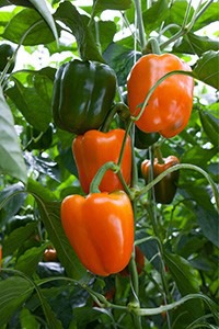 ������ ����� �������� ����� F1 : 5�� Enza Zaden