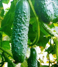 ������ ������ ����� F1 : 10�� Syngenta