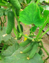 ������ ������ ������ F1 : 10�� Enza Zaden