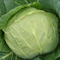 ������ ������� ������������ ������ F1 : 20�� Syngenta