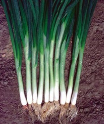 ������ ���� �� ������ ���� ������ : 1�� Seminis