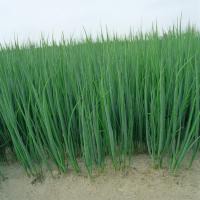 ������ ���� �� ������ ������ : 1�� Bejo