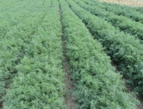 ������ ������ ��������� : 1�� Gavrish