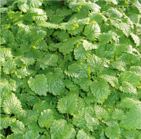 ������ ������� ������������� ������� : 0,05 �� Gavrish