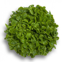 ������ ������ �������� : 25�� Rijk Zwaan