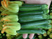 ������ ������� ��������� F1 : 5�� Enza Zaden