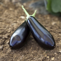 ������ ��������� �������� F1 : 5�� Rijk Zwaan