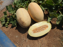 ������ ���� ������ : 5�� Enza Zaden