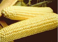 ������ �������� ������� ������ : 15�� Syngenta