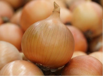 ������ ���� ����� ������ : 2�� Syngenta