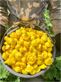 ������ ��������� ���� ������ F1 : 5�� Seminis