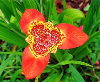 �������� ��������