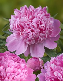 ���� ���� ���� ���, 2/3 n