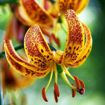 ����� ����� �������