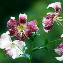 ����� ����� ���� (��������)