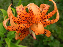 ����� ����� ����� (��������)