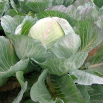 ������ ������� ������������ ������ F1 : 20�� Rijk Zwaan