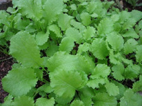 ������ ������� �������� ����� : 1 �� Gavrish