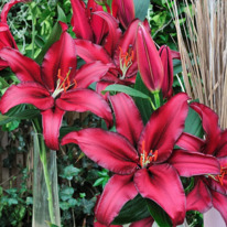 ����� (���������) - �������