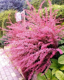 �������� �������� ���� ���� (Pink Queen)