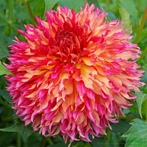 �������� ������ ����� �����������