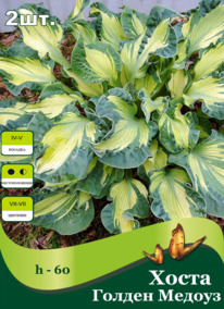 ����� ������ ������