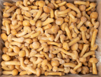 ����� ����� ������ L ������������