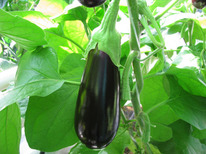 ������ ��������� ��������� F1 : 5�� Seminis