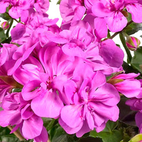 ���������� ������������ (������) �������� ������� (MOONFLAIR AMETHYST)