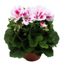 ���������� ����������� ������� �������