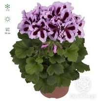 ���������� ����������� ������� ��������