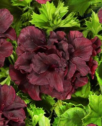 ���������� ����������� ������� ����