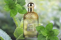 Guerlain Aqua Allegoria Herba Fresca ������ 25% �� 31.05